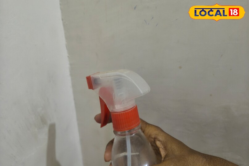 Easy way to get rid of lizards Easy way to get rid of lizards