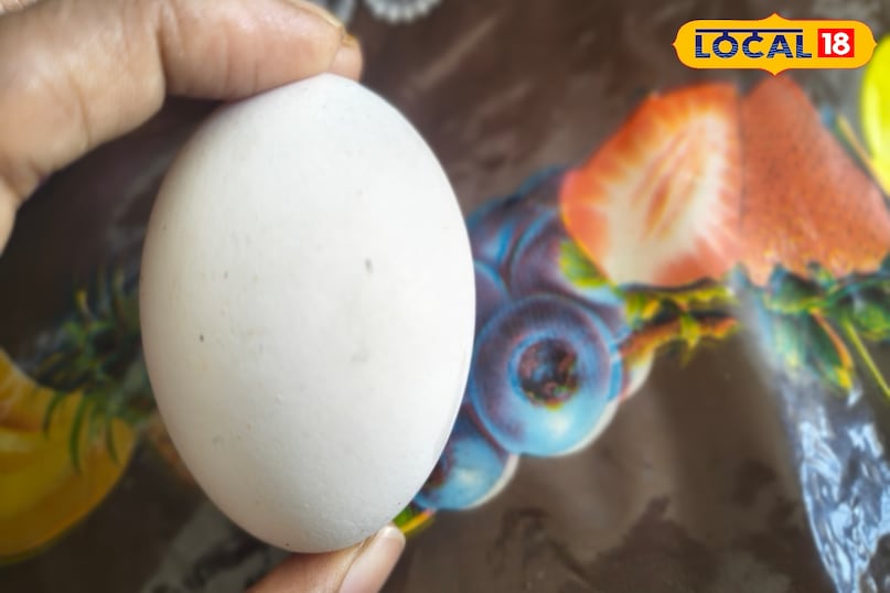 Easy way to get rid of lizards Easy way to get rid of lizards