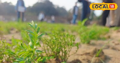 अच्छी हवा पौधों को रोगों से बचाने और परागण की प्रक्रिया को बेहतर बनाने में भी है