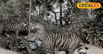 रणथम्भौर में टाइगर से आमना-सामना: वनकर्मियों ने बाइक छोड़ बचाई जान, बाघ ने किया हमला.