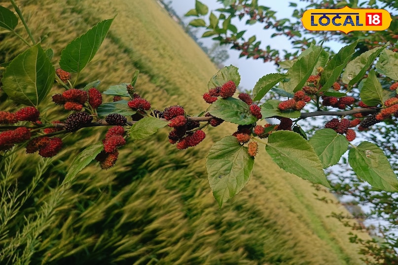 তুঁত ফল খাওয়ার উপকারিতা, তুঁত ফলের মধ্যে কি কি উপাদান পাওয়া যায়, তুঁত ফলের মধ্যে কি কি ভিটামিন পাওয়া যায়, তুঁত ফল কখন খাবেন, কিভাবে খাবেন, Local 18, তুঁত ফল খাওয়ার উপকারিতা, তুঁত ফলের মধ্যে কি কি উপাদান পাওয়া যায়, তুঁত ফলের মধ্যে কি কি ভিটামিন পাওয়া যায়, m1 ফল কখন খেতে হবে, mulberry fruit এ কি কি উপাদান পাওয়া যায়।