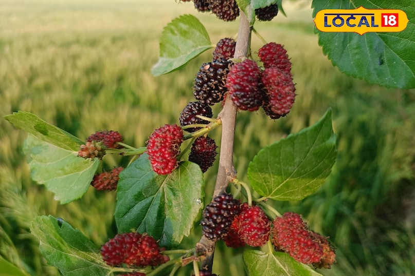 তুঁত ফল খাওয়ার উপকারিতা, তুঁত ফলের মধ্যে কি কি উপাদান পাওয়া যায়, তুঁত ফলের মধ্যে কি কি ভিটামিন পাওয়া যায়, তুঁত ফল কখন খাবেন, কিভাবে খাবেন, Local 18, তুঁত ফল খাওয়ার উপকারিতা, তুঁত ফলের মধ্যে কি কি উপাদান পাওয়া যায়, তুঁত ফলের মধ্যে কি কি ভিটামিন পাওয়া যায়, m1 ফল কখন খেতে হবে, mulberry fruit এ কি কি উপাদান পাওয়া যায়।