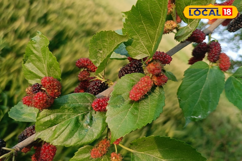 তুঁত ফল খাওয়ার উপকারিতা, তুঁত ফলের মধ্যে কি কি উপাদান পাওয়া যায়, তুঁত ফলের মধ্যে কি কি ভিটামিন পাওয়া যায়, তুঁত ফল কখন খাবেন, কিভাবে খাবেন, Local 18, তুঁত ফল খাওয়ার উপকারিতা, তুঁত ফলের মধ্যে কি কি উপাদান পাওয়া যায়, তুঁত ফলের মধ্যে কি কি ভিটামিন পাওয়া যায়, m1 ফল কখন খেতে হবে, mulberry fruit এ কি কি উপাদান পাওয়া যায়।