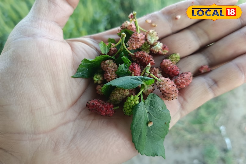 তুঁত ফল খাওয়ার উপকারিতা, তুঁত ফলের মধ্যে কি কি উপাদান পাওয়া যায়, তুঁত ফলের মধ্যে কি কি ভিটামিন পাওয়া যায়, তুঁত ফল কখন খাবেন, কিভাবে খাবেন, Local 18, তুঁত ফল খাওয়ার উপকারিতা, তুঁত ফলের মধ্যে কি কি উপাদান পাওয়া যায়, তুঁত ফলের মধ্যে কি কি ভিটামিন পাওয়া যায়, m1 ফল কখন খেতে হবে, mulberry fruit এ কি কি উপাদান পাওয়া যায়।