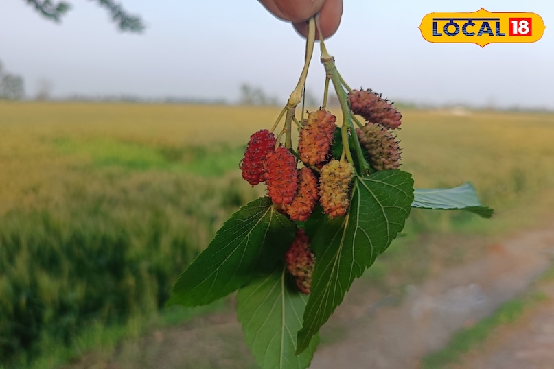 তুঁত ফল খাওয়ার উপকারিতা, তুঁত ফলের মধ্যে কি কি উপাদান পাওয়া যায়, তুঁত ফলের মধ্যে কি কি ভিটামিন পাওয়া যায়, তুঁত ফল কখন খাবেন, কিভাবে খাবেন, Local 18, তুঁত ফল খাওয়ার উপকারিতা, তুঁত ফলের মধ্যে কি কি উপাদান পাওয়া যায়, তুঁত ফলের মধ্যে কি কি ভিটামিন পাওয়া যায়, m1 ফল কখন খেতে হবে, mulberry fruit এ কি কি উপাদান পাওয়া যায়।