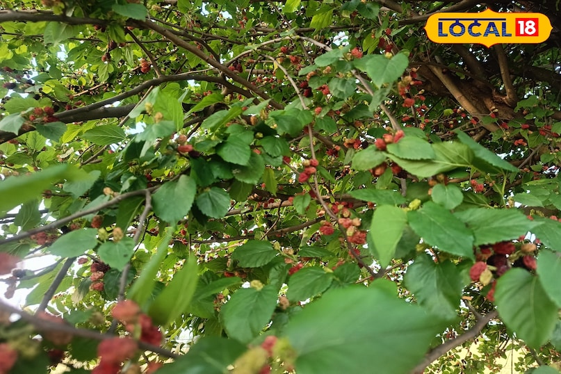 তুঁত ফল খাওয়ার উপকারিতা, তুঁত ফলের মধ্যে কি কি উপাদান পাওয়া যায়, তুঁত ফলের মধ্যে কি কি ভিটামিন পাওয়া যায়, তুঁত ফল কখন খাবেন, কিভাবে খাবেন, Local 18, তুঁত ফল খাওয়ার উপকারিতা, তুঁত ফলের মধ্যে কি কি উপাদান পাওয়া যায়, তুঁত ফলের মধ্যে কি কি ভিটামিন পাওয়া যায়, m1 ফল কখন খেতে হবে, mulberry fruit এ কি কি উপাদান পাওয়া যায়।