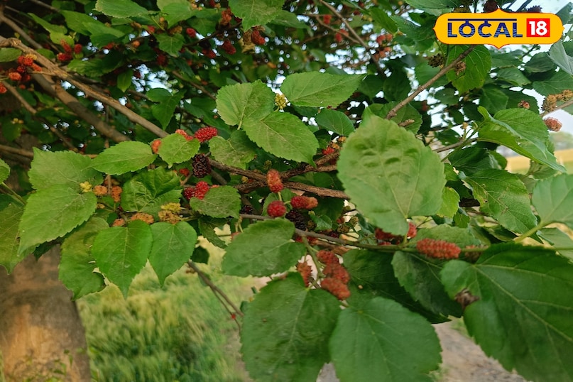 তুঁত ফল খাওয়ার উপকারিতা, তুঁত ফলের মধ্যে কি কি উপাদান পাওয়া যায়, তুঁত ফলের মধ্যে কি কি ভিটামিন পাওয়া যায়, তুঁত ফল কখন খাবেন, কিভাবে খাবেন, Local 18, তুঁত ফল খাওয়ার উপকারিতা, তুঁত ফলের মধ্যে কি কি উপাদান পাওয়া যায়, তুঁত ফলের মধ্যে কি কি ভিটামিন পাওয়া যায়, m1 ফল কখন খেতে হবে, mulberry fruit এ কি কি উপাদান পাওয়া যায়।