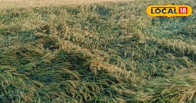 भारी बारिश से गेहूं की फसल को नुकसान 