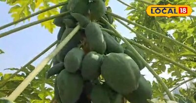 कई बीमारियों में है रामबाण