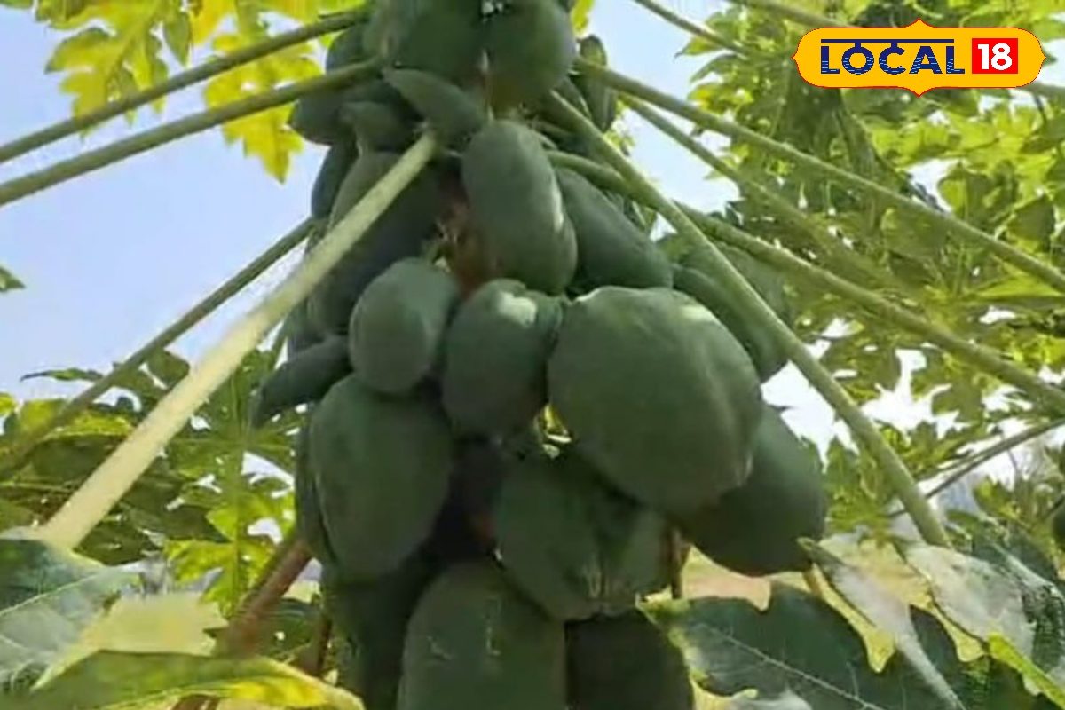 बुखार और मलेरिया जैसी बीमारियों के लिए काल है ये रसीला फल! स्किन समस्याओं में भी फायदेमंद