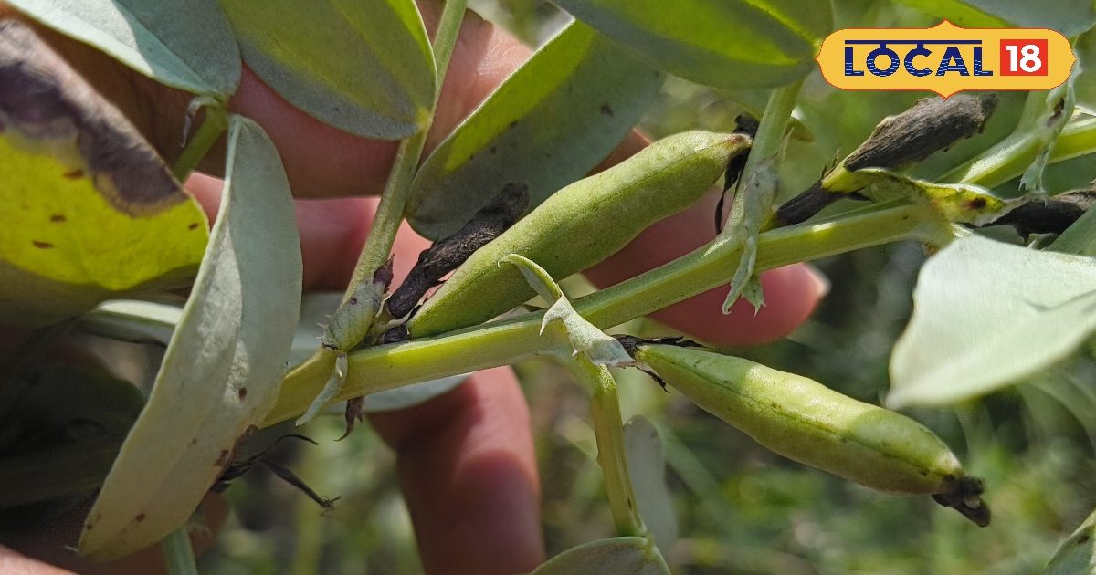 सिर्फ 3 महीने उपलब्ध… लेकिन सेहत के लिए वरदान है यह सब्ज़ी, जानिए फायदे