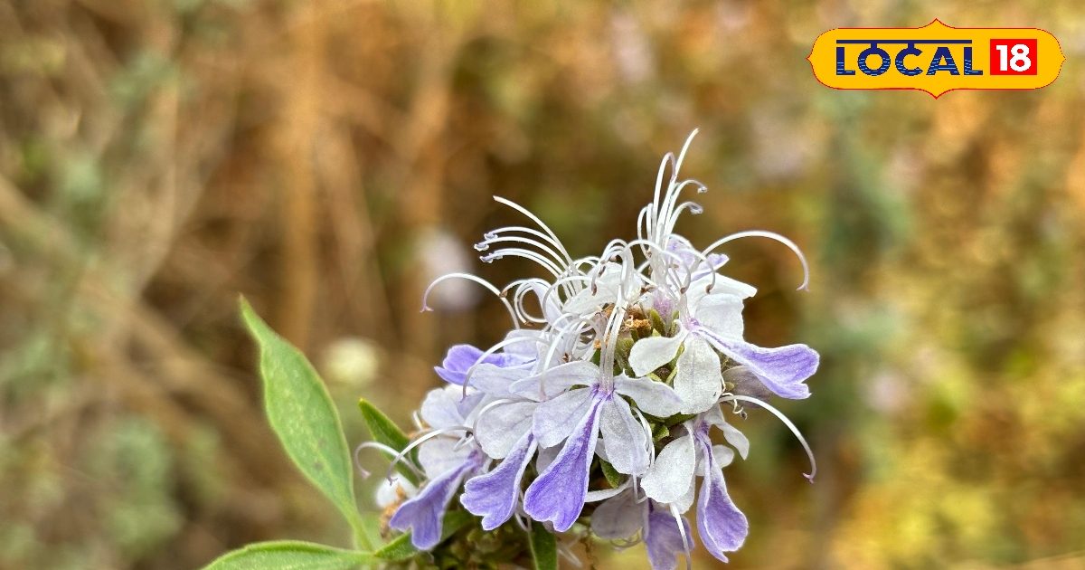 सजावट भी और सेहत भी! वूली ब्लू कर्ल्स फूल है पहाड़ों का नेचुरल पेनकिलर, एक्सपर्ट से जानें