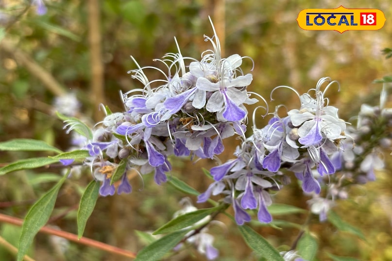 উলি ব্লু কার্লস উদ্ভিদ কি এবং কেন এটি বিশেষ? উলি ব্লু কার্লস উদ্ভিদ কি এবং কেন এটি বিশেষ?