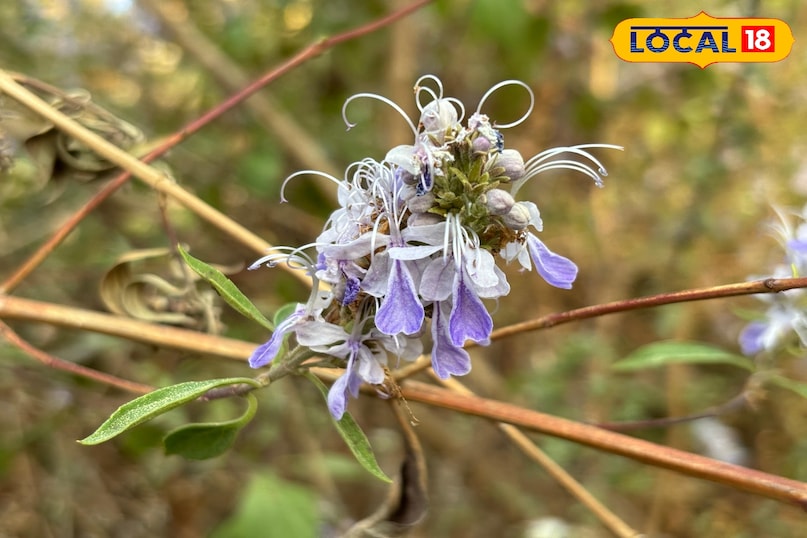 The plant is also considered useful in reducing inflammation. The plant is also considered useful in reducing inflammation.