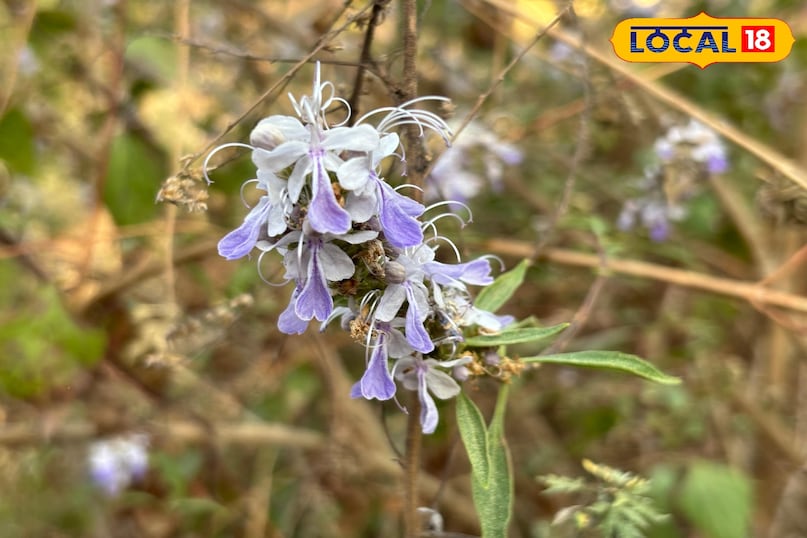 Used for cold, cough and lung problems Used for cold, cough and lung problems