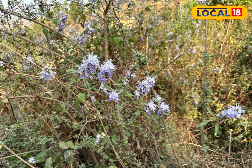 It is also said to be beneficial in digestive problems. It is also said to be beneficial in digestive problems.