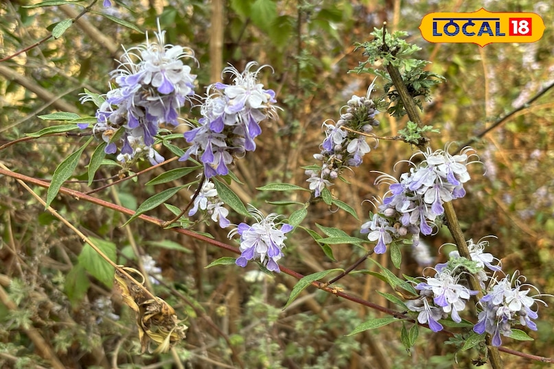 Exercise caution before use and seek expert advice. Exercise caution before use and seek expert advice.