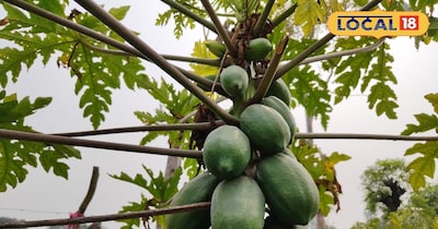 पपीते की खेती.