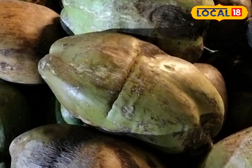 Coconut malai benefits, Coconut water benefits, Benefits of coconut malai, Coconut malai health benefits, Coconut water benefits in summer, local18 khargone letest news, Madhya Pradesh hindi news Coconut malai benefits, Coconut water benefits, Benefits of coconut malai, Coconut malai health benefits, Coconut water benefits in summer, local18 khargone letest news, Madhya Pradesh hindi news