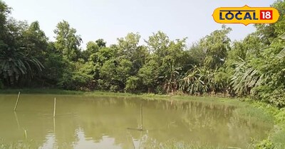 पोखर मे कर रहे मछली पालन तो गर्मी शूरू होने के साथ ही किनारों पर लगा ले ये पौधा,