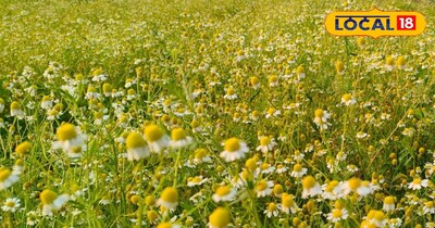 कैमोमाइल की खेती