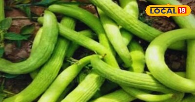 ककड़ी की खेती 