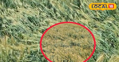 सरकार से मुआवजे की मांग तेज, अंबाला में खेतों में गिरी गेहूं की फसल