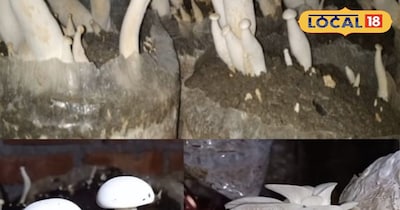 मिल्की मशरूम और ऑयस्टर मशरूम.