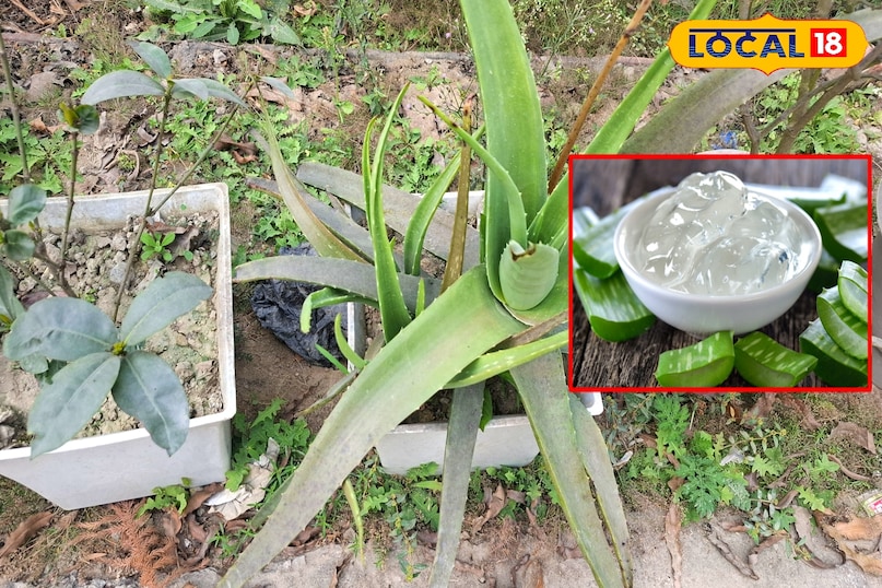 ফটো গ্যালারি