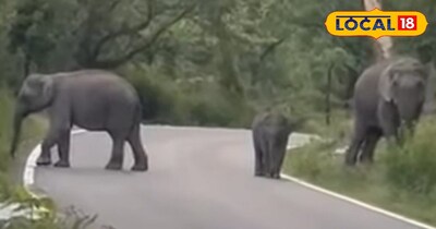 एलिवेटेड मार्ग बनने से जंगल का नजारा हो गया विलुप्त