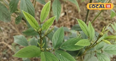 अरहर की फसल 