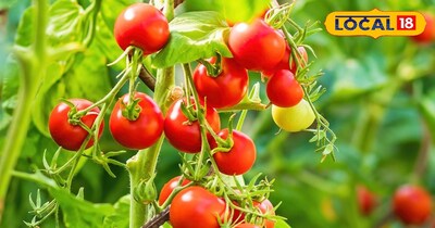 गमले में लगेंगे टमाटर 