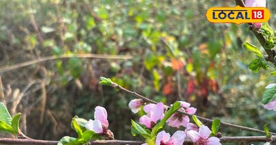 आड़ू के फूल बढ़ा रहे हैं पहाड़ की सुंदरता