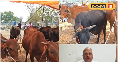 गर्मी में पशुओं को पानी पिलाना बहुत जरूरी है.