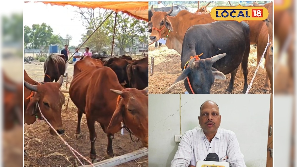 गर्मी की मार से दूध हुआ कम! दुधारू पशुओं को ऐसे दें सही देखभाल, एक्सपर्ट से समझें