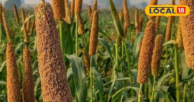 बाजरा की खेती से मुनाफा 