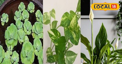 मच्छरों के पौधे 