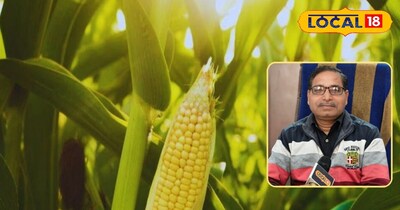 मक्के की खेती 