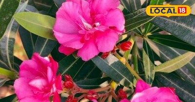 अपने गार्डन में लगाए कनेर के फूल 