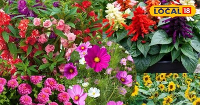 गार्डेनिंग पौधे 