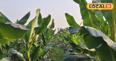 केले की खेती 