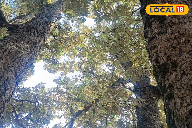 Importance of Oak tree