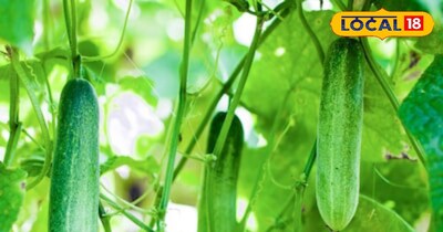 खीरे की खेती कर कमाएं मुनाफा।