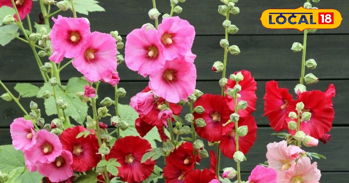 summer flowering plants | , low maintenance plants for summer | गर्मियों के लिए फूल |