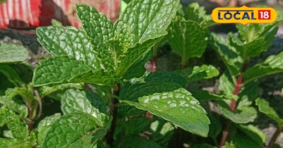 पुदीने के फायदे 