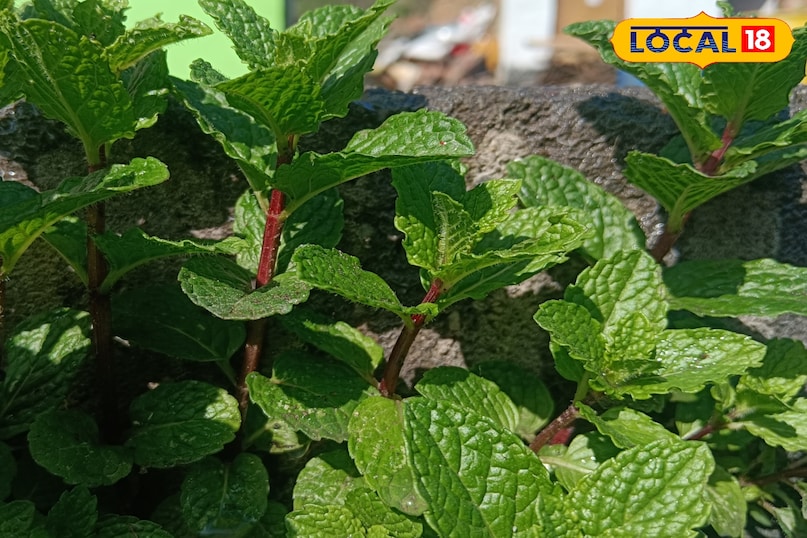 This is how mint is used in villages.