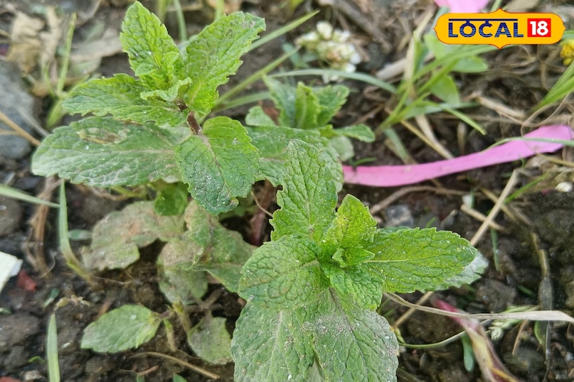 Traditional remedies and use