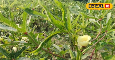 तेज गर्मी से पौधों के झुलसने और उत्पादन घटने का खतरा बढ़ गया है.