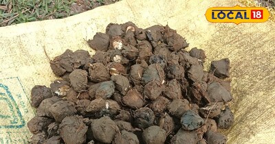 औषधीय गुण होने के कारण बाजार में इसकी मांग भी रहती है और कीमत भी अधिक मिलती है