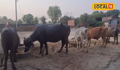 पशुपालन।